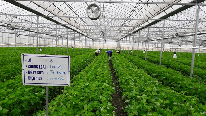 Trồng tía tô xuất Nhật, cần đáp ứng những tiêu chuẩn khắt khe nào?