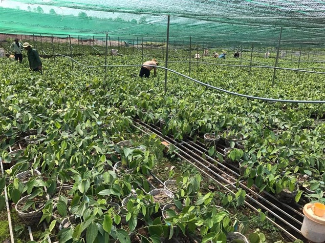 Mặc dù giá tiêu giống giảm mạnh nhưng vấn ế ẩm không người mua
