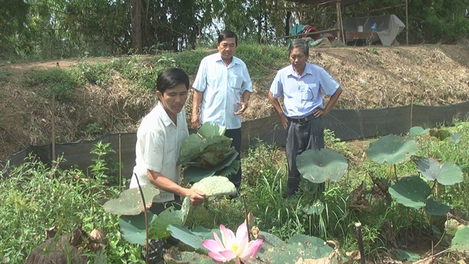 Trồng sen bán lá 'ngon' hơn bán gương
