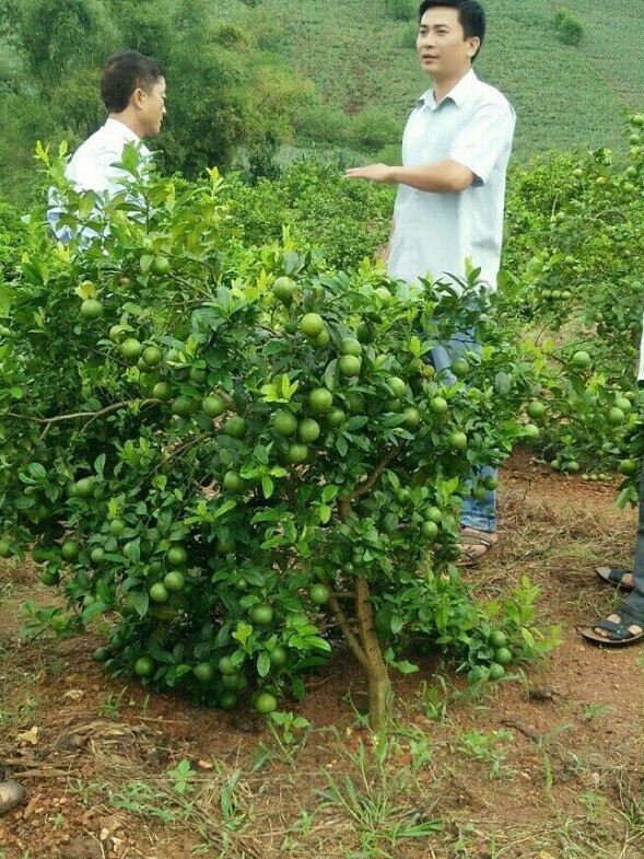 Chanh đào sai trĩu quả được anh Hải ghép mắt trên thân cây chủ ươm từ hạt bòng, bưởi.