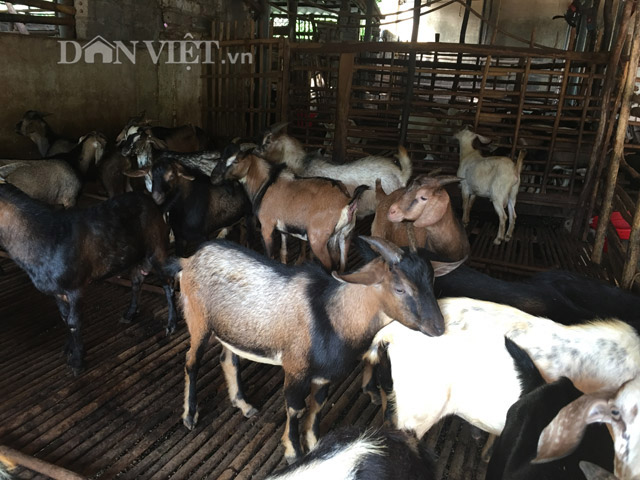 Nuôi nhốt đàn “con be be” theo hướng VietGAP, thu có 3 tỷ đồng/năm