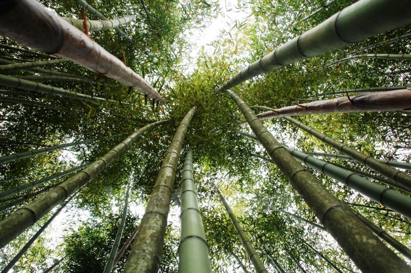 Rừng trúc sào xanh mát, cây cao vút, đẹp như trong phim cổ trang ở Ca Thành. Ảnh: Vietnam+