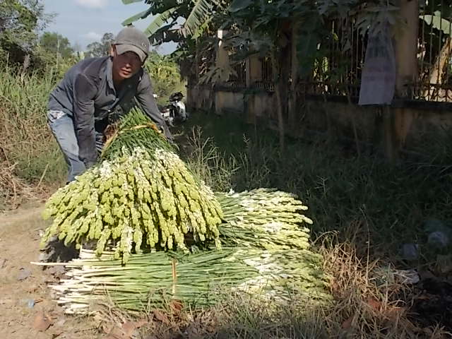 Chuyện nhà nông dễ kiếm tiền ở “vương quốc” hoa huệ trắng