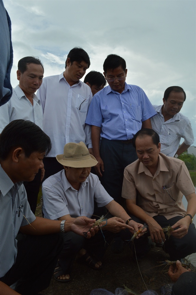 Do năm nay mưa nhiều, độ mặn thấp nên nhiều nông dân Kiên Giang chuyển sang thả nuôi tôm càng xanh khiến diện tích tăng mạnh