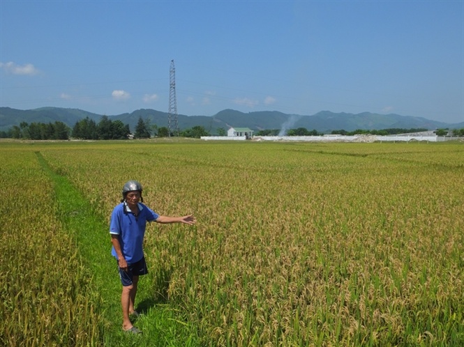 Hà Tĩnh trích 34 tỷ đồng hỗ trợ mất mùa