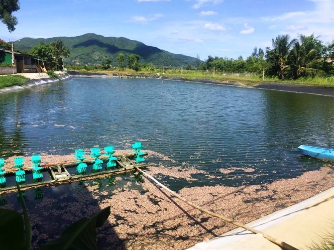 Tôm chết bất thường, nghi bị đầu độc