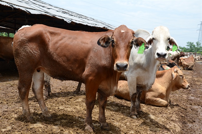 Bò Úc 'húc tung' người Việt