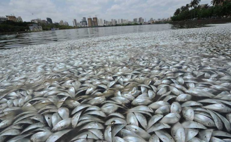 Đà Nẵng: Hơn 20 tấn cá nuôi chết hoàng loạt chưa rõ nguyên nhân