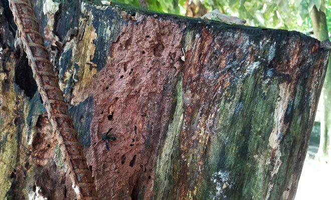 Vì sao cây sưa 100 tỷ ở Hà Nội sắp biến thành 'củi mục'?