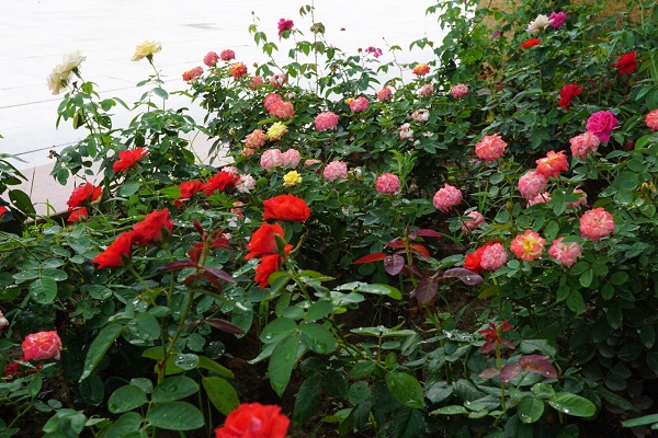 Chồng bớt lương, chiều vợ xuất ngoại sưu tập 500 loài hoa hồng