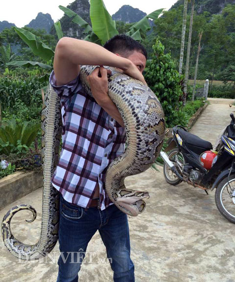 Kỳ lạ cặp trăn quý sống trong nhà: Trả cây vàng không bán
