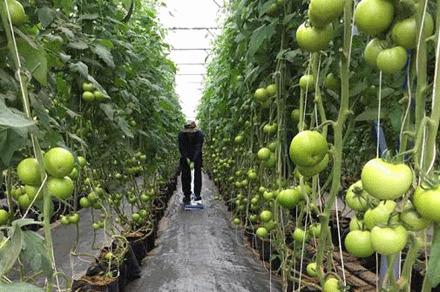 Thạc sĩ 8x trồng rau... bằng điện thoại di động!