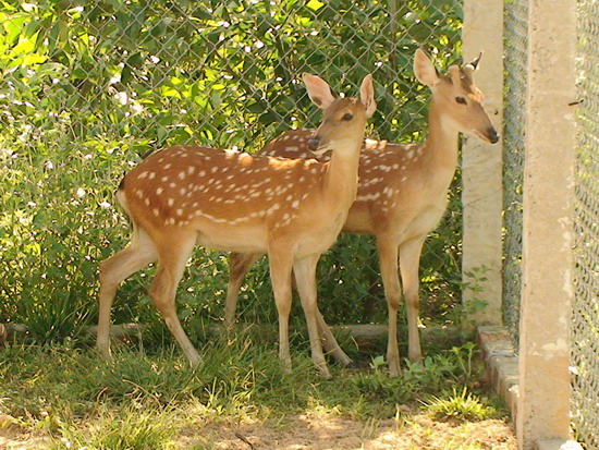 Nuôi 11 con hươu sao, sau 7 ngày cắt nhung và 1 năm lấy lại vốn