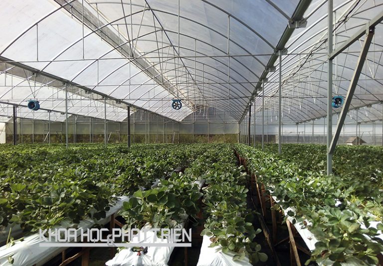 Ứng dụng nông nghiệp công nghệ cao ở Lâm Đồng: Sử dụng 60% kinh phí khoa học