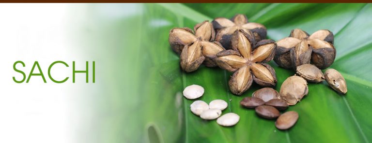 Sachi sai quả trên đất Lâm Đồng