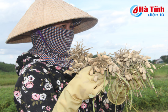 Lạc xuân "rớt” giá, ế chỏng chơ!