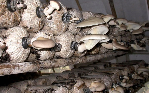 Làm giàu từ nấm bào ngư