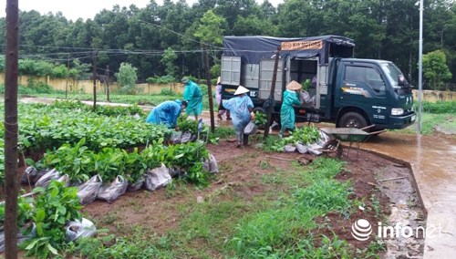 Nhiều đồng bào DTTS ở Pleiku được cấp cây giống cafe