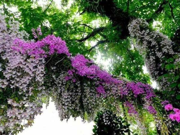 Vườn lan "khủng" sở hữu các loại lan rừng quý hiếm bậc nhất