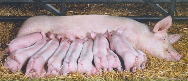 NDXS 2017: Ngồi một chỗ nuôi lợn vẫn trở thành “đại gia 33 tỷ đồng”