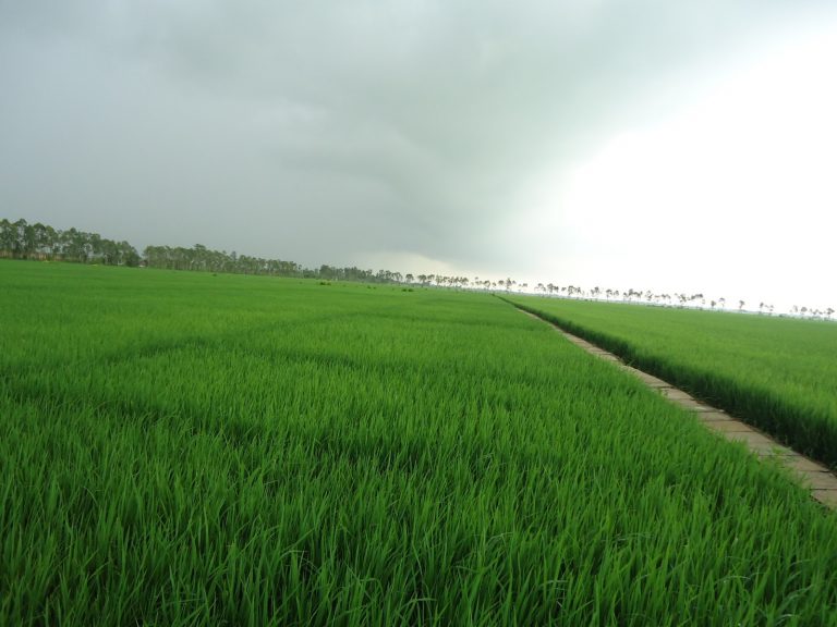 Sóc Trăng: Khuyến cáo nông dân không nhân giống cây trồng lạ