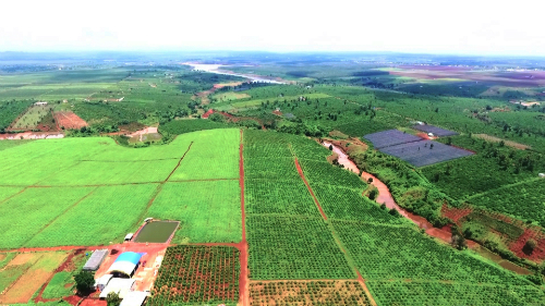 Vựa cà phê nghìn tấn trồng hữu cơ ở Gia Lai