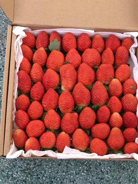 Kiếm 5 tỷ đồng mỗi năm nhờ học trồng dâu tây trên Internet