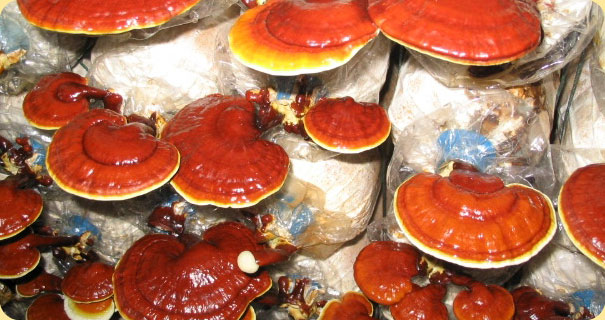 Khởi nghiệp thành công từ sản xuất nấm linh chi khép kín