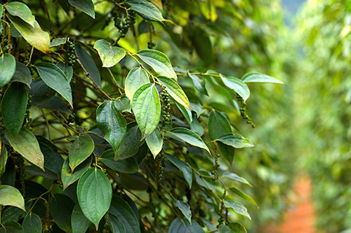 Giá tiêu giảm gần 100.000 đồng một kg