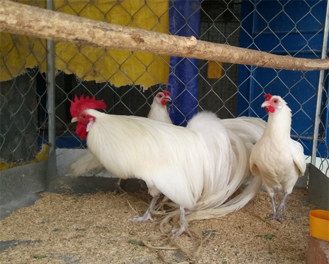 Từ đam mê trở thành 'ông chủ' sở hữu 20 giống gà cảnh