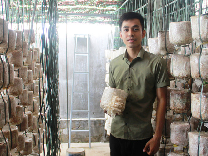 Nông trại nấm bào ngư giúp tạo thu nhập 250 - 300 triệu đồng/năm