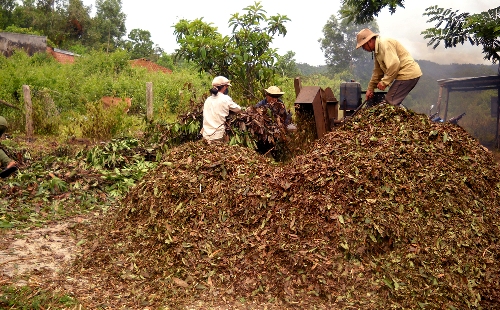 Sản xuất lá, cành bời lời