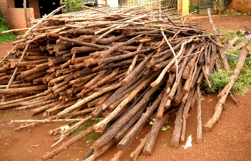 Thân cây bời lời làm cốp pha xây dựng, gỗ công nghiệp