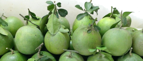 Bưởi da xanh trĩu quả trên đất cằn