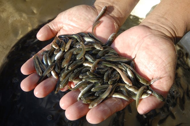 Làng nghề nuôi ương cá giống Cổ Lũng: Đầu tư ít, thu lợi khá