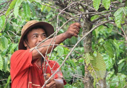 Mưa nắng thất thường khiến cà phê có khả năng mất mùa