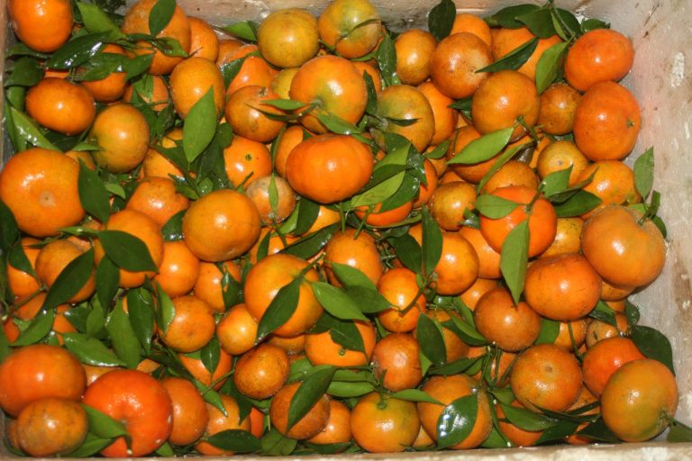 Cam canh đặc sản Hà Nội trĩu quả ở Lâm Đồng