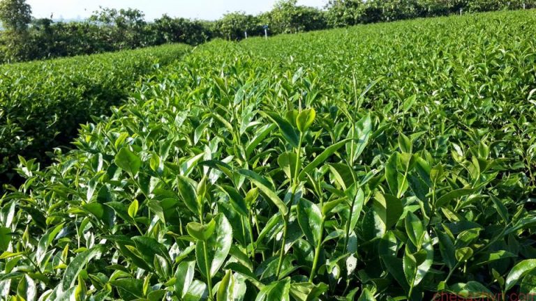 Nông dân Việt Nam xuất sắc 2017: Chị Nụ đưa chè Tây Bắc ra thế giới