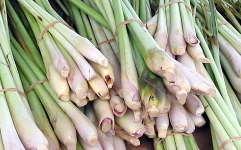 Làm kem chống muỗi từ cây sả