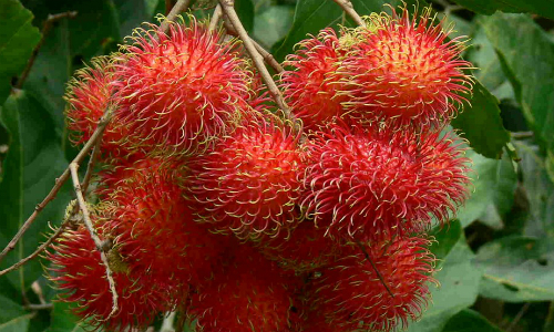 Chôm chôm Việt sẽ được bày bán trong siêu thị ở New Zealand?