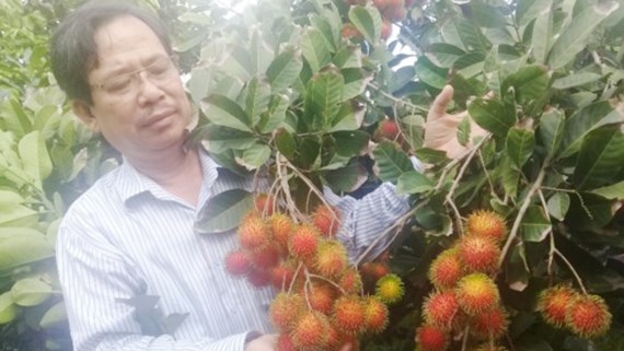 Phát hiện giống chôm chôm mới cực ngon tại Bến Tre