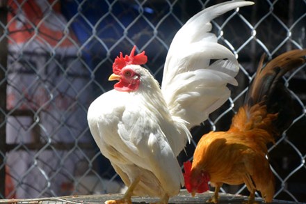 Trại gà “độc”, “có một không hai” tại Việt Nam của chàng kỹ sư thủy sản