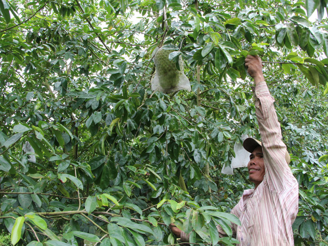 Vùng triệu phú mãng cầu xiêm