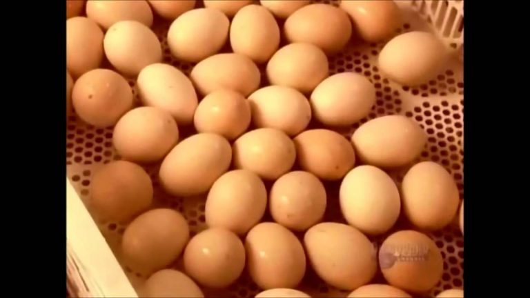 Người chăn nuôi đang lỗ 300-500 đồng mỗi quả trứng