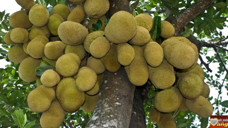 Mít cuối vụ được giá