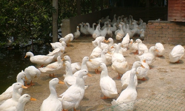 Hiệu quả cao từ mô hình nuôi vịt đẻ khép kín