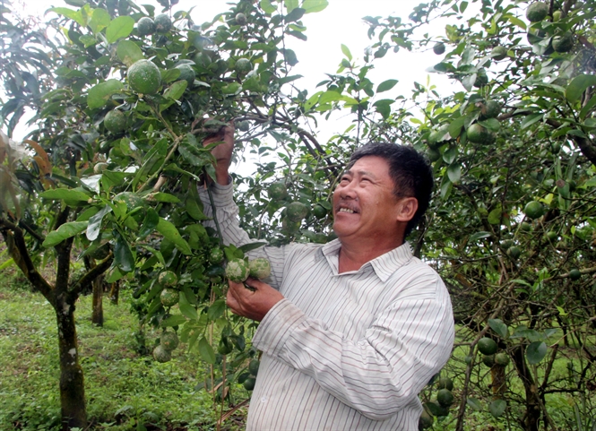 “Phù thủy” ghép mắt chanh đào vào thân bưởi, cho ra quả trái vụ