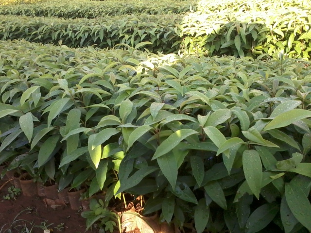 Gia Lai: Làm giàu nhờ giống cây bời lời đỏ