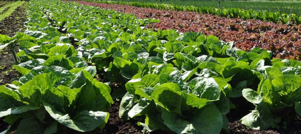 Bức tranh tổng quát về nông nghiệp hữu cơ Việt Nam