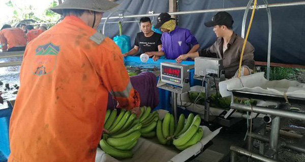 Hoàng Anh Gia Lai bắt đầu thu hoạch chuối, chuẩn bị phân phối qua hệ thống Bách Hóa Xanh